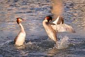 fuut (Podiceps cristatus) 4-2017 7540